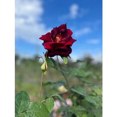 line_oa_chat_250205_212932.jpg